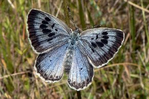 Thymian-Ameisenbläuling (Phengaris arion) [Foto: JPC]