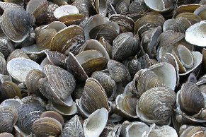 Muscheln der Gattungen Corbicula und Unio am Ufersaum der Donau (Isarmündung, BY) Muscheln der Gattungen Corbicula und Unio am Ufersaum der Donau (Isarmündung, BY)