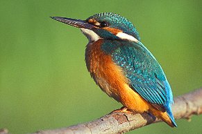 Eisvogel (Alcedo atthis) Eisvogel (Alcedo atthis)