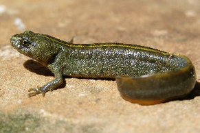 Kammmolch-Weibchen (Triturus cristatus)