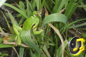 Laubfrosch-Männchen (Hyla arborea)