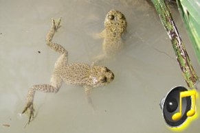 Laubfrosch-Männchen (Hyla arborea)