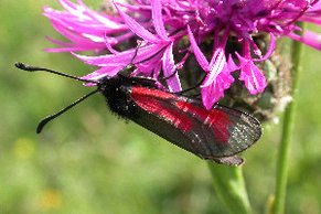 Thymian-Widderchen (Zygaena purpuralis)