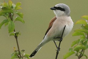 Neuntöter (Lanius collurio) Neuntöter (Lanius collurio)