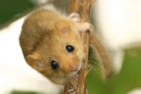 Haselmaus (Muscardinus avellanarius) [Foto: B. Schulz]