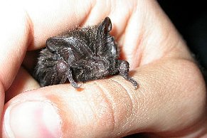 Mopsfledermaus (Barbastella barbastellus)