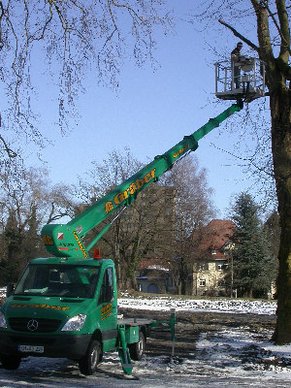 Baumhöhenkontrolle mit Hubsteiger