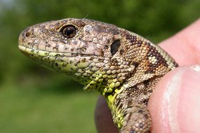 Die Zauneidechse (Lacerta agilis)