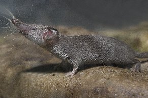 Etruskerspitzmaus (Suncus etruscus) [Foto: D. Nill]