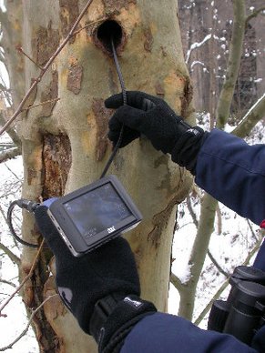 Höhlenkontrolle mit Endoskop und Monitor