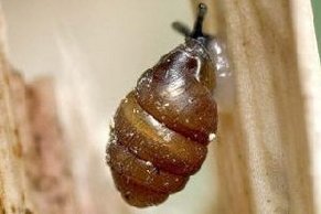 Schmale Windelschnecke (Vertigo angustior) Schmale Windelschnecke (Vertigo angustior)