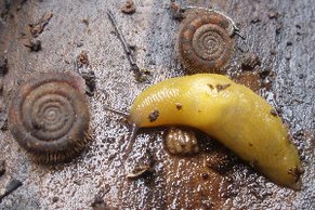 Pilzschnegel (Malacolimax tenellus) und Riemenschnecke (Helicodonta obvulata) Pilzschnegel (Malacolimax tenellus) und Riemenschnecke (Helicodonta obvulata)