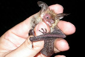 Bechsteinfledermaus (Myotis bechsteinii)