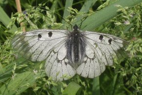 Schwarzer Apollo (Parnassius mnemosyne)