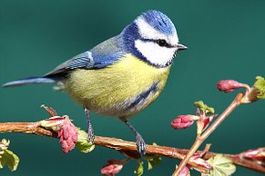 Blaumeise (Cyanistes caeruleus) Blaumeise (Cyanistes caeruleus)