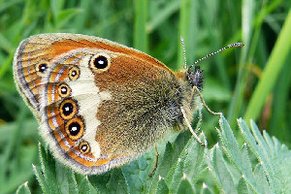 Weißbindiges Wiesenvögelchen (Coenonympha arcania) [Foto: D. Bauzys]